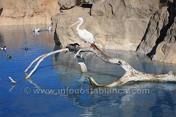 el Oceanogràfic