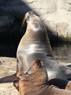 L'Oceanogràfic