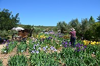 Iris Garten