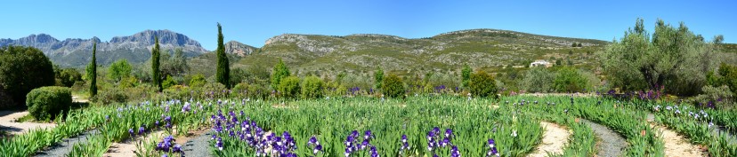 jardin de lirios